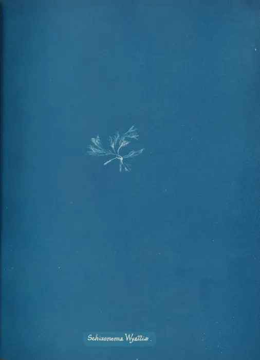 Framed Print : Schizonema Wyattiae, ca. 1853. Creator: Anna Atkins Framed Print : Schizonema Wyattiae, ca. 1853. Creator: Anna Atkins
