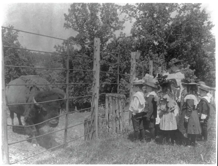 Framed Print : School children looking at bison at zoo, Washington, D.C. (1899?). Creator: Frances Benjamin Johnston Framed Print : School children looking at bison at zoo, Washington, D.C. (1899?). Creator: Frances Benjamin Johnston