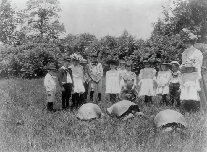 Framed Print : School children and three terrapin, Washington, D.C. (1899?). Creator: Frances Benjamin Johnston Framed Print : School children and three terrapin, Washington, D.C. (1899?). Creator: Frances Benjamin Johnston
