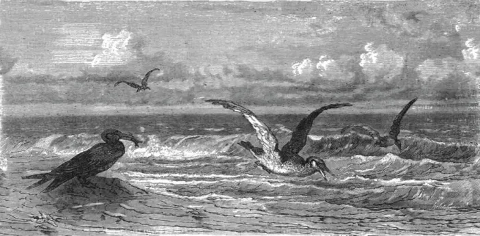 Framed Print : Scissor-Bills in pursuit of Prey; A Flying Visit to Florida, 1875. Creator: Thomas Mayne Reid Framed Print : Scissor-Bills in pursuit of Prey; A Flying Visit to Florida, 1875. Creator: Thomas Mayne Reid