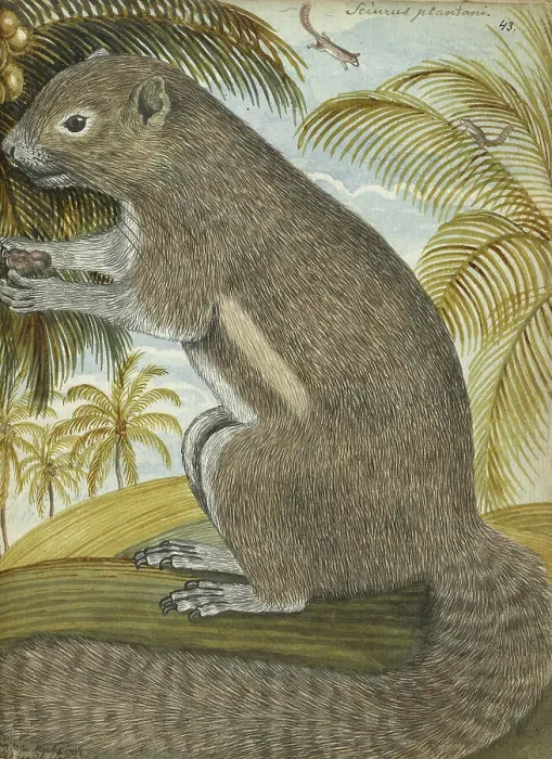 Framed Print : Sciurus plantani (Plantain squirrel), 1784. Creator: Jan Brandes Framed Print : Sciurus plantani (Plantain squirrel), 1784. Creator: Jan Brandes