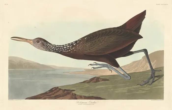 Framed Print : Scolopaceus Courlan, 1837. Creator: Robert Havell Framed Print : Scolopaceus Courlan, 1837. Creator: Robert Havell