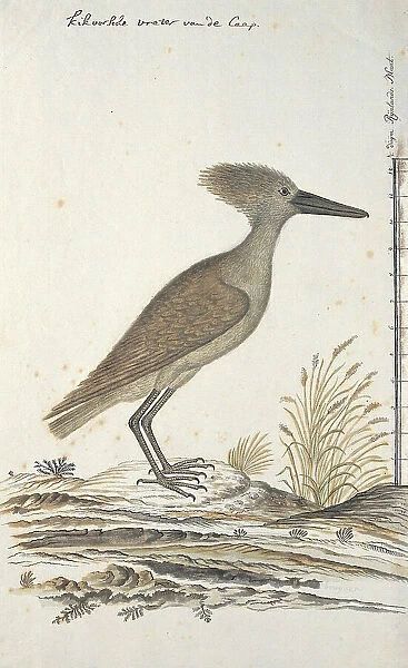 Scopus umbreitta (Hamerkop), 1777-1786. Creator: Robert Jacob Gordon