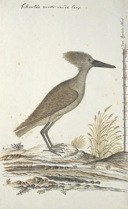 Framed Print : Scopus umbreitta (Hamerkop), 1777-1786. Creator: Robert Jacob Gordon Framed Print : Scopus umbreitta (Hamerkop), 1777-1786. Creator: Robert Jacob Gordon