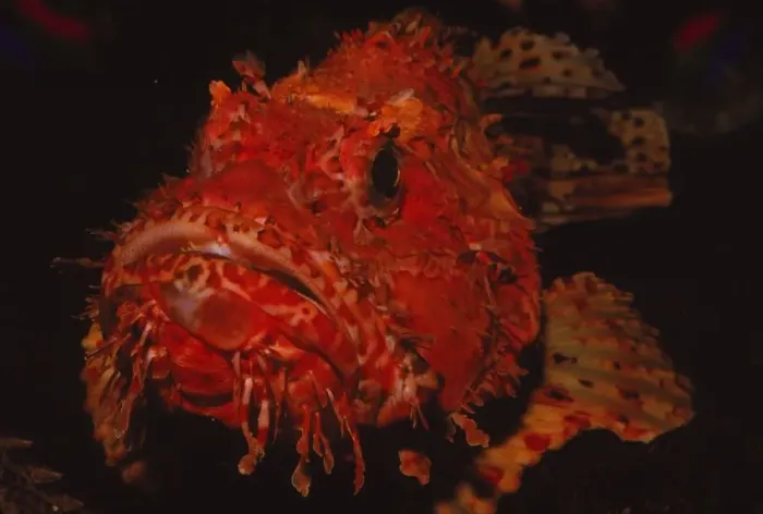 Framed Print : Scorpion Fish, (Peixe Carneiro), 20th century. Artist: CM Dixon Framed Print : Scorpion Fish, (Peixe Carneiro), 20th century. Artist: CM Dixon