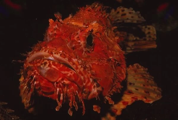 Scorpion Fish, (Peixe Carneiro), 20th century. Artist: CM Dixon