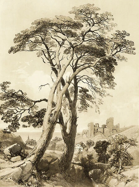 Scotch Fir, from The Park and the Forest, 1841. Creator: James Duffield Harding