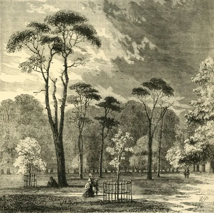 Framed Print : The Scotch Firs, Kensington Gardens, c1876. Creator: Unknown Framed Print : The Scotch Firs, Kensington Gardens, c1876. Creator: Unknown