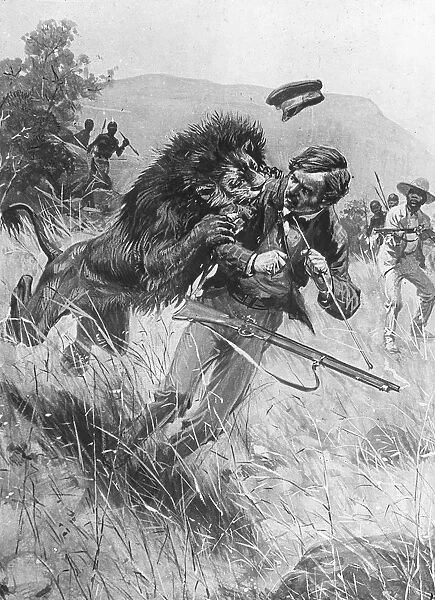Scottish missionary and explorer David Livingstone being attacked by a lion, Africa, 19th century