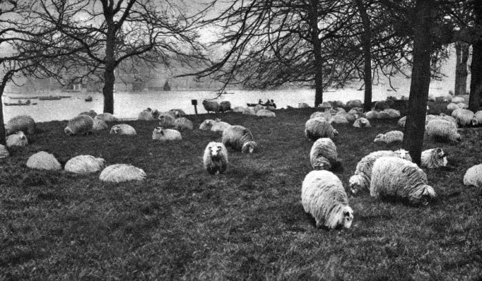 Framed Print : Scottish sheep by the Serpentine, Hyde Park, London, 1926-1927 Framed Print : Scottish sheep by the Serpentine, Hyde Park, London, 1926-1927