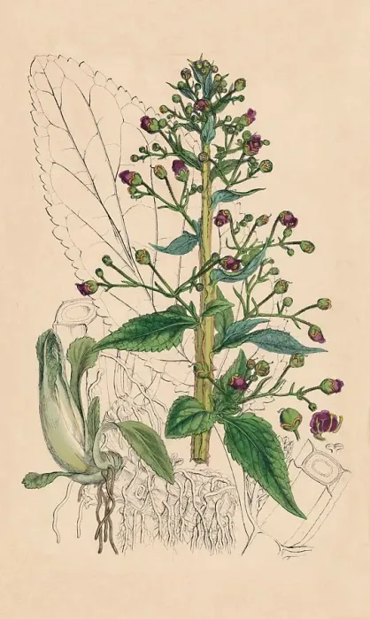Framed Print : Scrophularia Ehrharti. Ehrharts Water-Betony, 19th Century Framed Print : Scrophularia Ehrharti. Ehrharts Water-Betony, 19th Century
