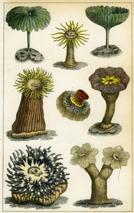 Framed Print : Sea anemones, c19th century. Artist: A Fullarton & Co Framed Print : Sea anemones, c19th century. Artist: A Fullarton & Co