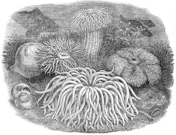 Sea Anemones in the Gardens of the Zoological Society, Regent's-Park, 1854. Creator: Unknown