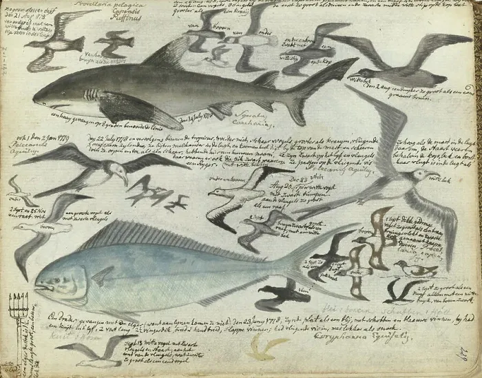 Framed Print : Sea birds and sea fish, 1778-1779. Creator: Jan Brandes Framed Print : Sea birds and sea fish, 1778-1779. Creator: Jan Brandes