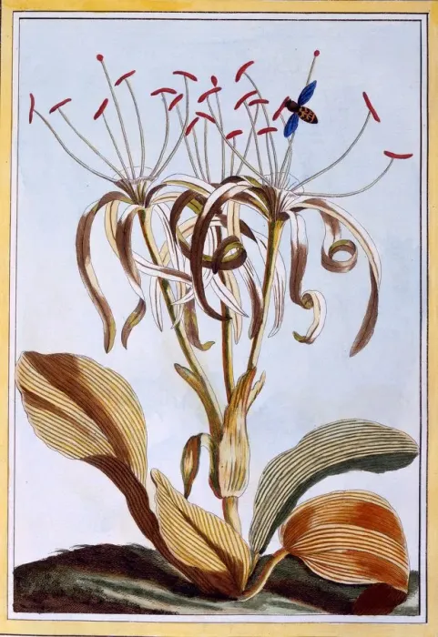 Framed Print : Sea Daffodil, pub. 1776. Creator: Pierre Joseph Buchoz (1731-1807) Framed Print : Sea Daffodil, pub. 1776. Creator: Pierre Joseph Buchoz (1731-1807)