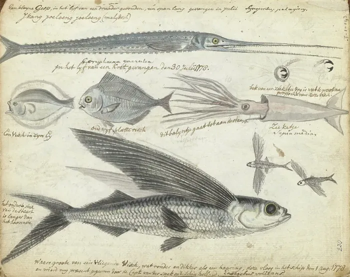 Framed Print : Sea fishing, 1778. Creator: Jan Brandes Framed Print : Sea fishing, 1778. Creator: Jan Brandes