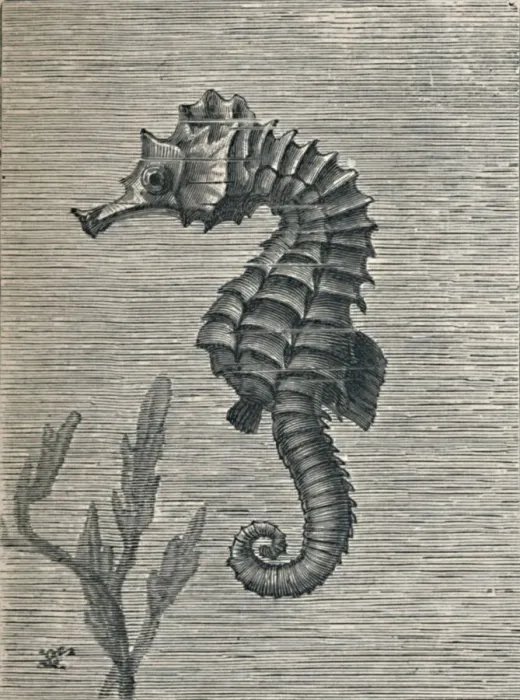 Framed Print : The Sea-Horse, Undisguised, Sedately Swimming, c1900, (1910). Artist: Fred Enock Framed Print : The Sea-Horse, Undisguised, Sedately Swimming, c1900, (1910). Artist: Fred Enock