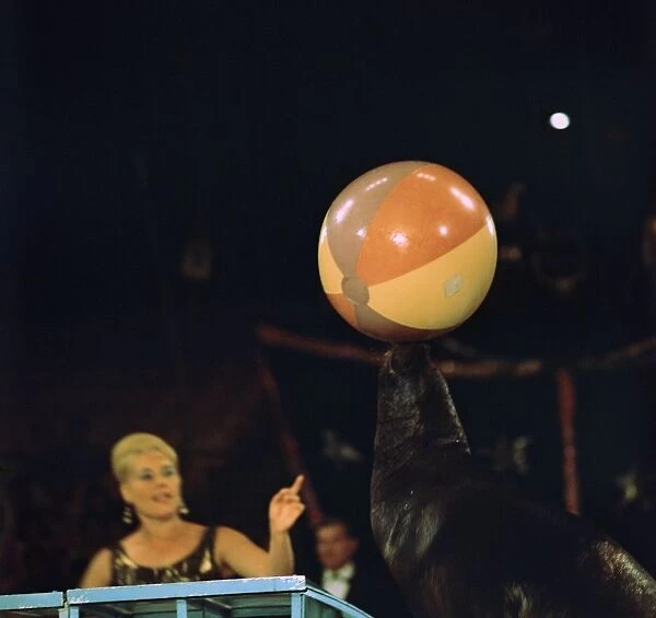 Sea lion and ball at the Moscow Circus