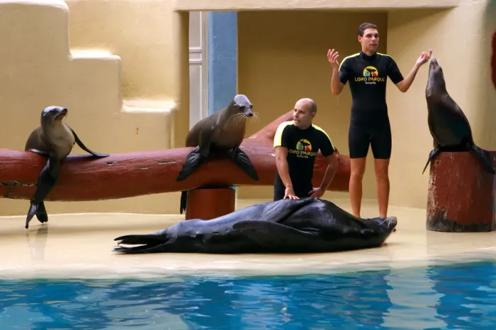 Framed Print : Sea lion show, Loro Parque, Tenerife, Canary Islands, 2007 Framed Print : Sea lion show, Loro Parque, Tenerife, Canary Islands, 2007