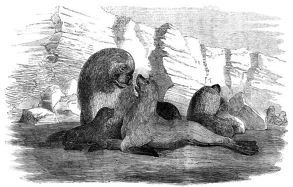 Sea-Lions, in the Falkland Islands, 1856. Creator: Unknown