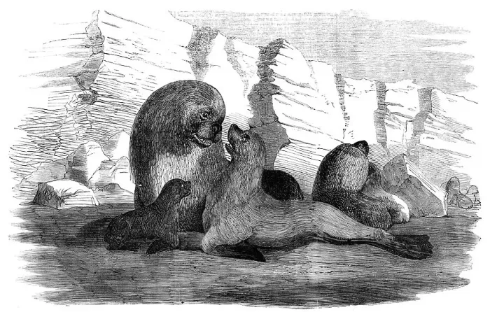Framed Print : Sea-Lions, in the Falkland Islands, 1856. Creator: Unknown Framed Print : Sea-Lions, in the Falkland Islands, 1856. Creator: Unknown