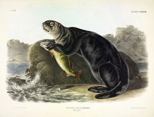 Sea Otter, Enhydra Marina, 1845