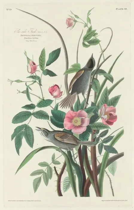 Framed Print : Sea-side Finch, 1830. Creator: Robert Havell Framed Print : Sea-side Finch, 1830. Creator: Robert Havell