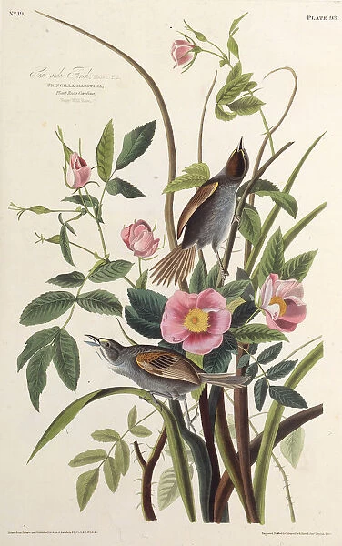 The Sea-side Finch. From The Birds of America, 1827-1838. Creator: Audubon
