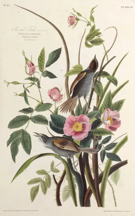 Framed Print : The Sea-side Finch. From The Birds of America, 1827-1838. Creator: Audubon Framed Print : The Sea-side Finch. From The Birds of America, 1827-1838. Creator: Audubon