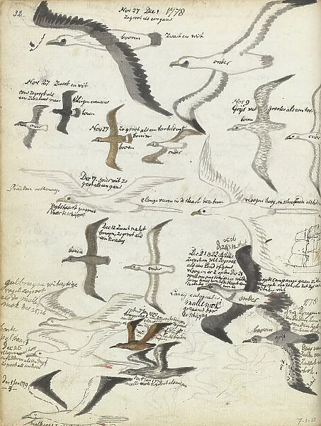 Seabirds, 1778-1779. Creator: Jan Brandes