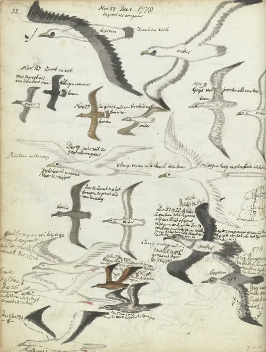 Framed Print : Seabirds, 1778-1779. Creator: Jan Brandes Framed Print : Seabirds, 1778-1779. Creator: Jan Brandes