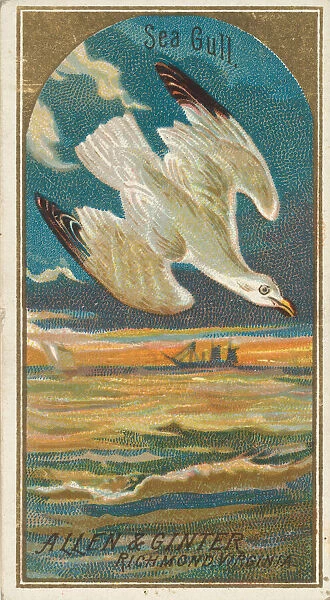 Seagull, from the Birds of America series (N4) for Allen & Ginter Cigarettes Brands