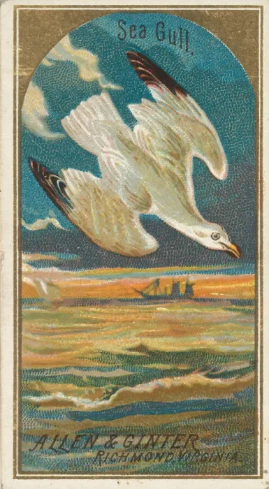 Framed Print : Seagull, from the Birds of America series (N4) for Allen & Ginter Cigarettes Brands Framed Print : Seagull, from the Birds of America series (N4) for Allen & Ginter Cigarettes Brands