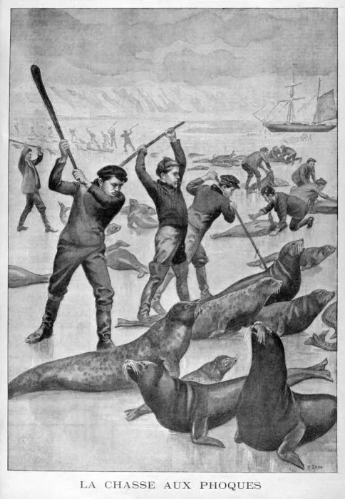 Framed Print : Seal hunting, Newfoundland, 1902