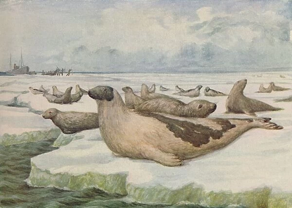 Seal-Hunting, Newfoundland, 1916. Artist: Lowther, C. G