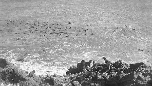 Seals in the Arctic region starting on their long swim to southern seas, between c1900 and c1930. Creator: Unknown
