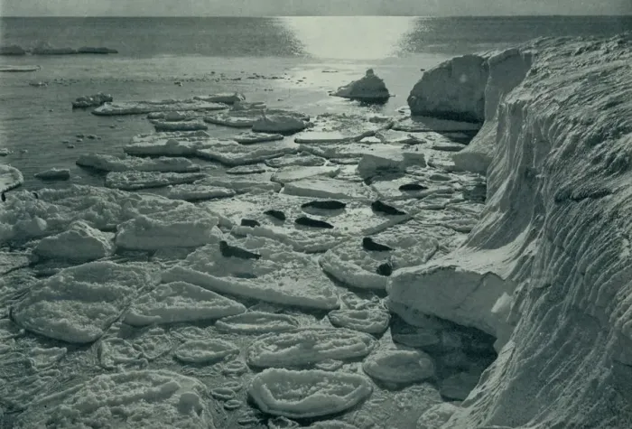 Framed Print : Seals Basking on Newly Formed Pancake Ice Off Cape Evans, c1910-1913, (1913) Framed Print : Seals Basking on Newly Formed Pancake Ice Off Cape Evans, c1910-1913, (1913)