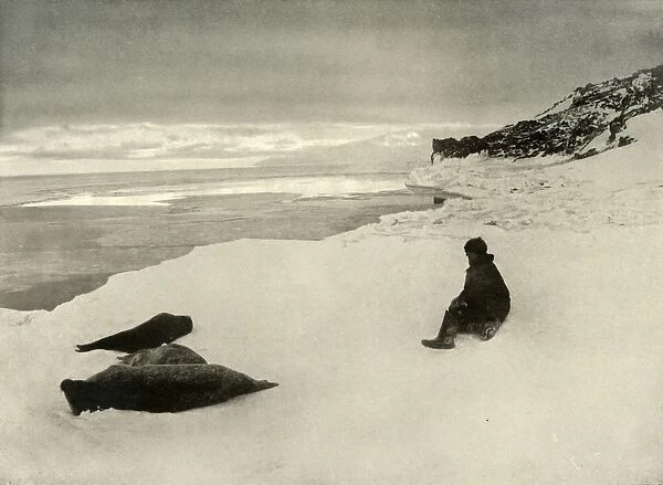 Seals at the Ice-Edge, c1908, (1909)