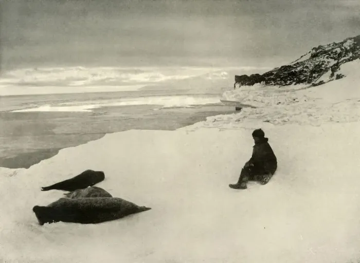 Framed Print : Seals at the Ice-Edge, c1908, (1909) Framed Print : Seals at the Ice-Edge, c1908, (1909)