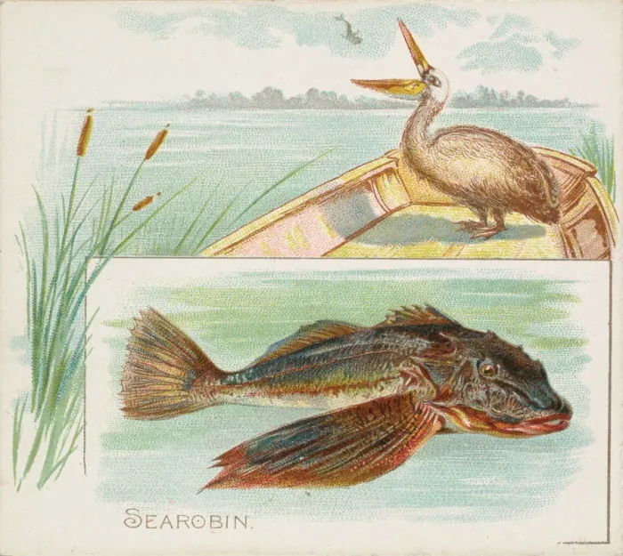 Framed Print : Searobin, from Fish from American Waters series (N39) for Allen & Ginter Cigarettes Framed Print : Searobin, from Fish from American Waters series (N39) for Allen & Ginter Cigarettes