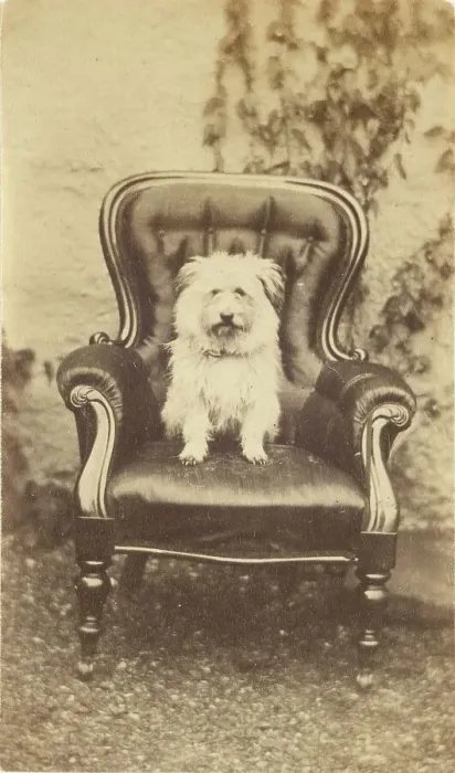 Framed Print : Seated Dog, late 19th century. Creator: Unknown Framed Print : Seated Dog, late 19th century. Creator: Unknown