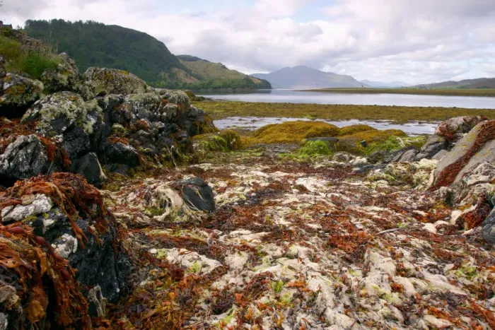 Framed Print : Seaweed near Eilean Donan Castle, Highland, Scotland Framed Print : Seaweed near Eilean Donan Castle, Highland, Scotland