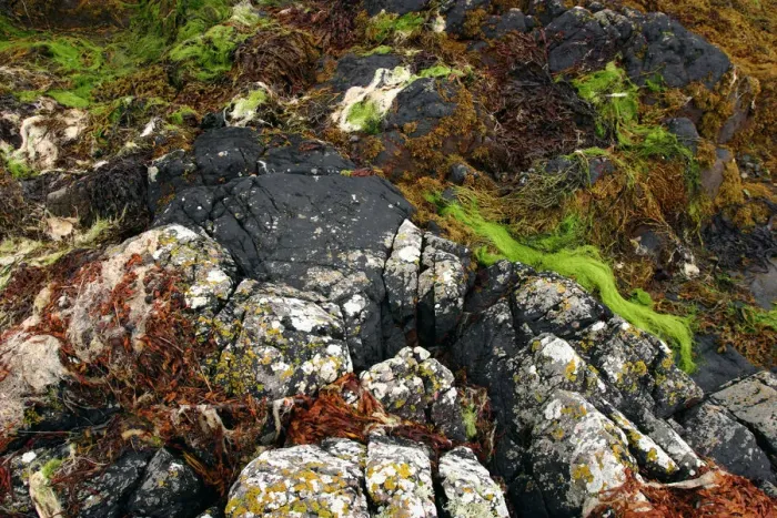Framed Print : Seaweed near Eilean Donan Castle, Highland, Scotland Framed Print : Seaweed near Eilean Donan Castle, Highland, Scotland