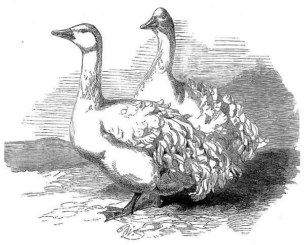 Sebastopol geese at the Crystal Palace poultry show, 1860. Creator: Harrison Weir