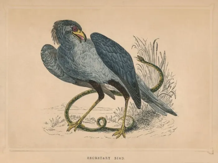 Framed Print : Secretary Bird (Sagittarius serpentarius), c1850, (1856) Framed Print : Secretary Bird (Sagittarius serpentarius), c1850, (1856)