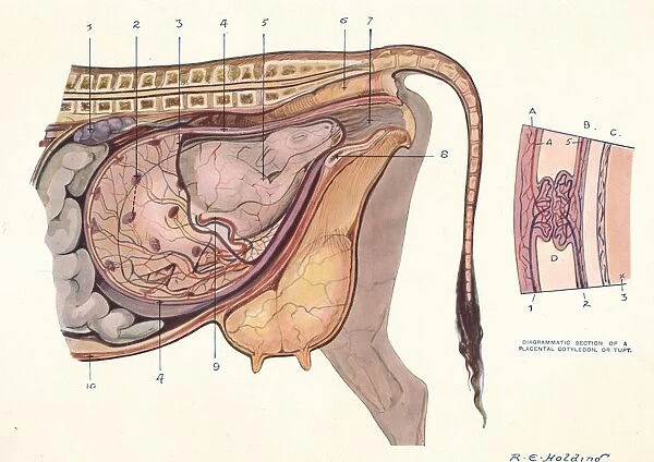 Section of the abdomen of a cow, showing foetus in normal position, c1905 (c1910)