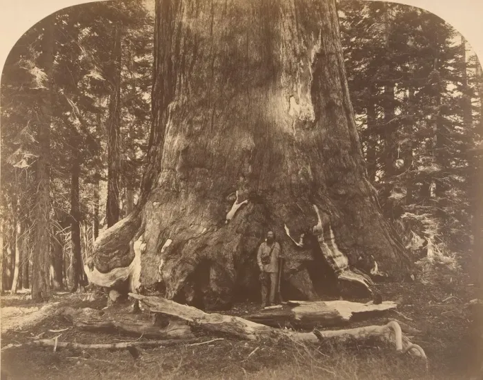 Framed Print : Section of Grisly Giant, Mariposa Grove, 1861. Creator: Carleton Emmons Watkins Framed Print : Section of Grisly Giant, Mariposa Grove, 1861. Creator: Carleton Emmons Watkins