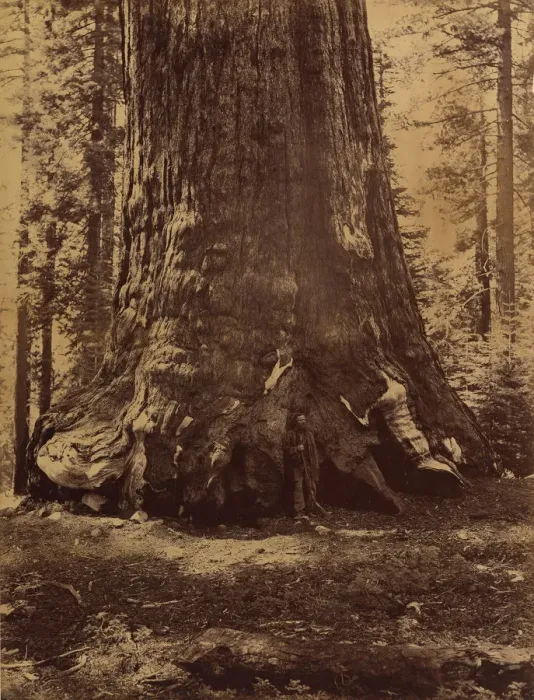 Framed Print : Section of the Grizzly Giant with Galen Clark, Mariposa Grove, Yosemite, 1865-66 Framed Print : Section of the Grizzly Giant with Galen Clark, Mariposa Grove, Yosemite, 1865-66