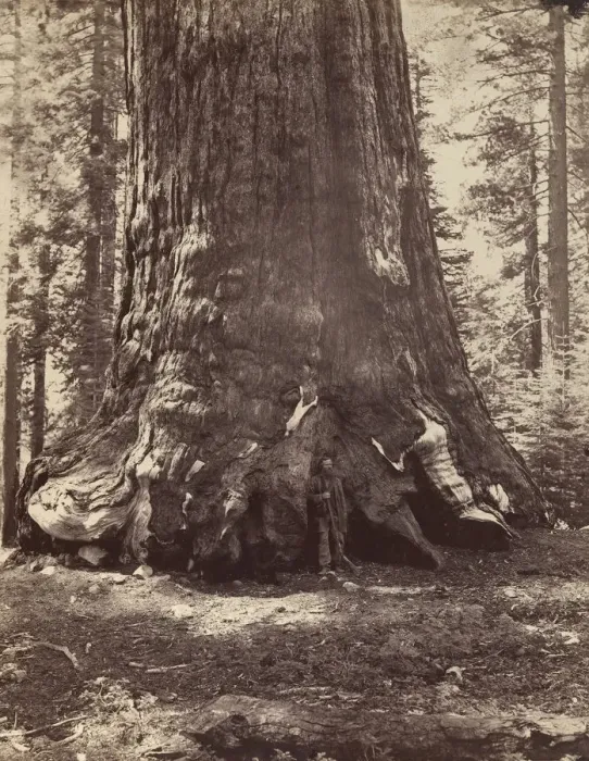 Framed Print : Section of the Grizzly Giant with Galen Clark, Mariposa Grove, Yosemite, 1865-66 Framed Print : Section of the Grizzly Giant with Galen Clark, Mariposa Grove, Yosemite, 1865-66