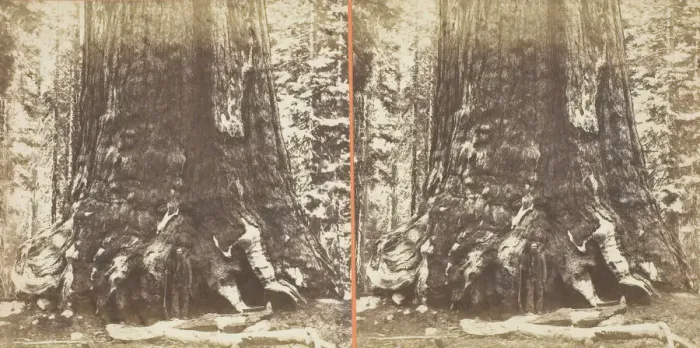 Framed Print : Section of the Grizzly Giant (tree), 33 ft. Diam. Mariposa Grove, Yosemite, 1861 / 76 Framed Print : Section of the Grizzly Giant (tree), 33 ft. Diam. Mariposa Grove, Yosemite, 1861 / 76